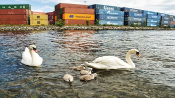 Two adult swans and four baby swans in a body of water in front of a lot of shipping containers. 