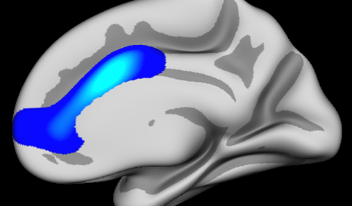 Illustrasjon av en hjerne, hvor områder som er sentralt i utviklingen av selvregulering er markert i blått.