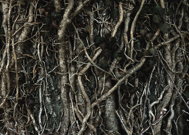 roots in the ground