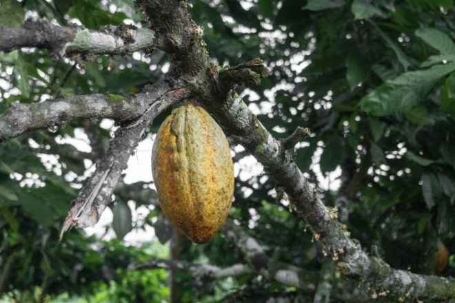 Kakaobønne i et tre