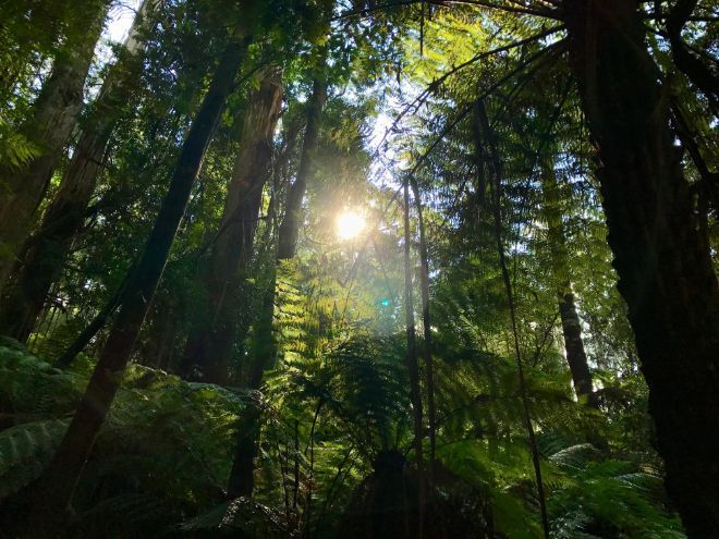 Bilde av sol gjennom tett skog