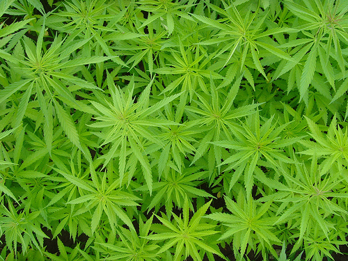 Cannabis-planter