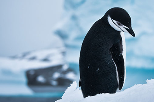 Pingvin i Antarktis