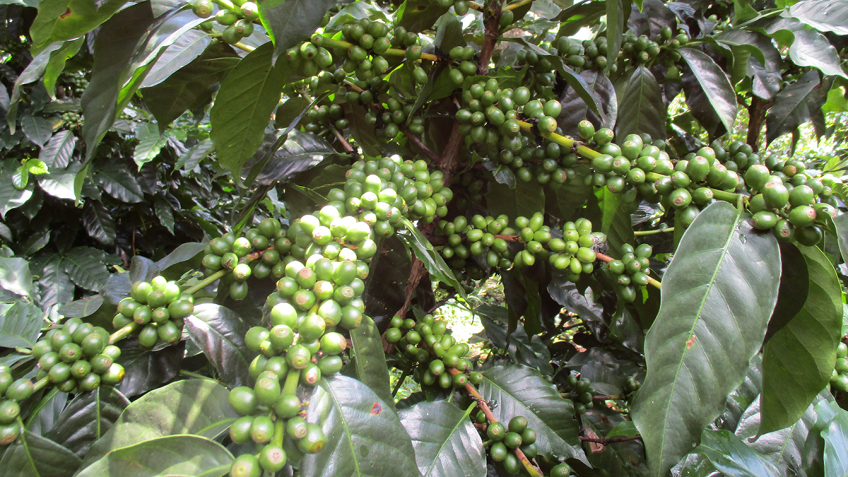 Grønne kaffebønder på kaffeplante