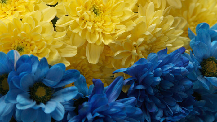Bukett av krysanthemum. Gule og blå blomster.