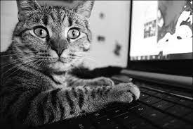 Bildet kan inneholde: katt, personlig datamaskin, datamaskin, laptop, svart og hvit.