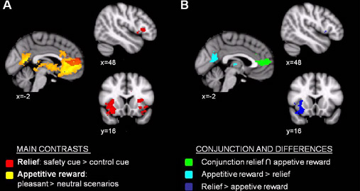 En samling fMRI-bilder av hjerner og aktiviteten i dem.