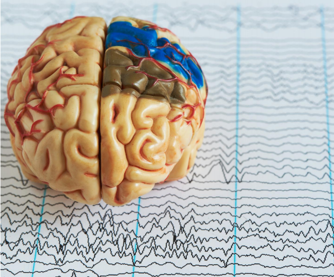 model of a brain placed on a piece of paper