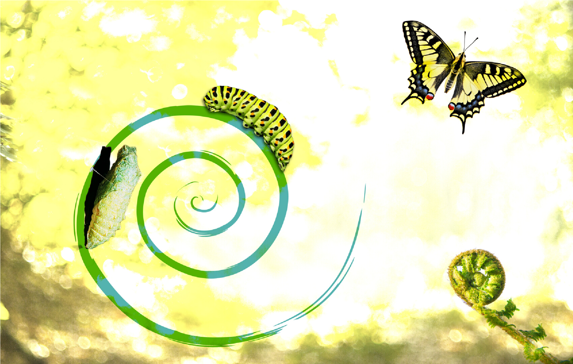 Image may contain: Green, Butterfly, Moths and butterflies, Insect, Organism.