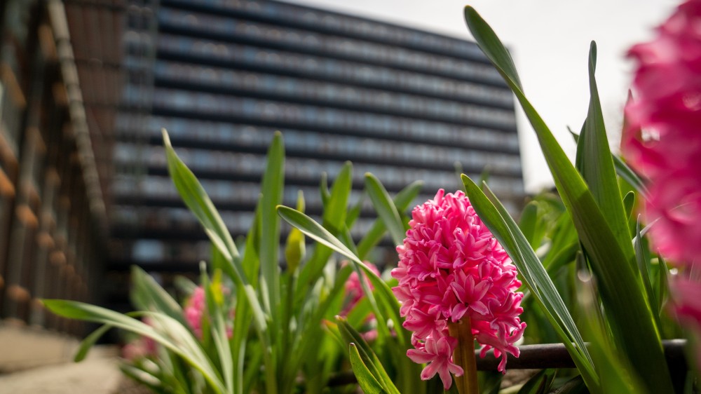 Bilde av Eilert Sundts hus med blomst i forgrunnen.