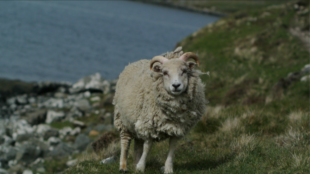 A sheep.