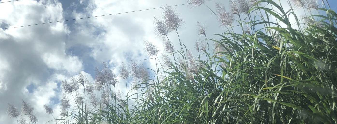 Blomstrende sukkerrør mot en delvis skyet himmel