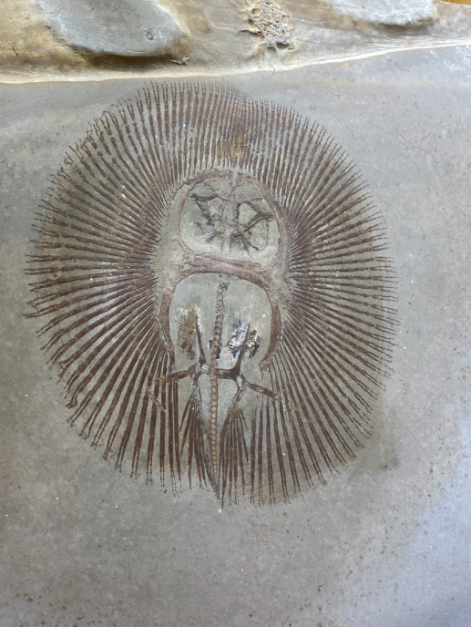 A fossil in a slab of rock.