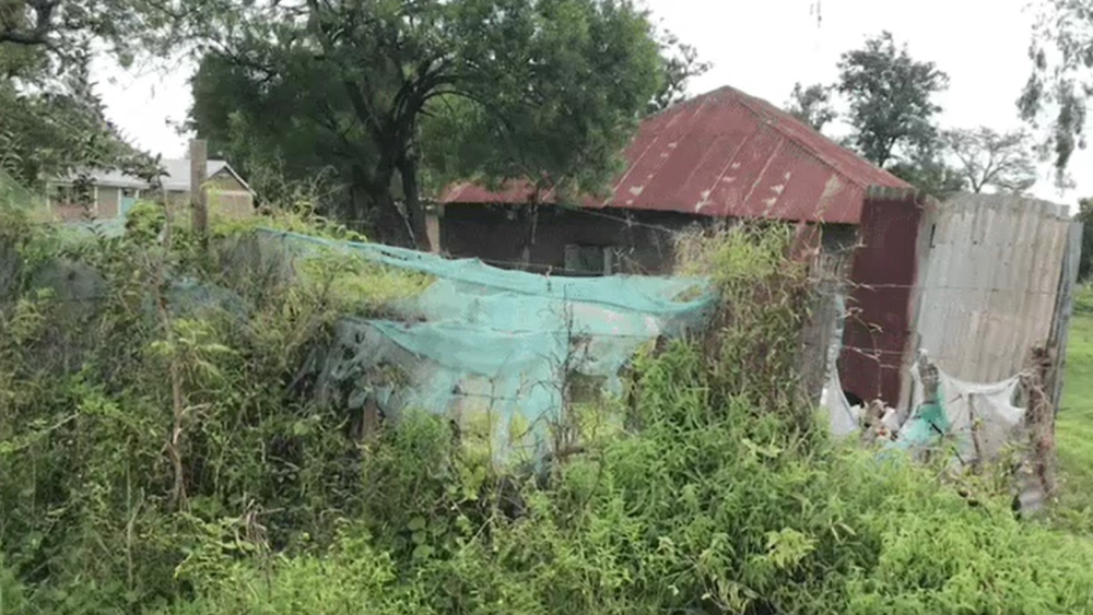 Mosquito nets over plants