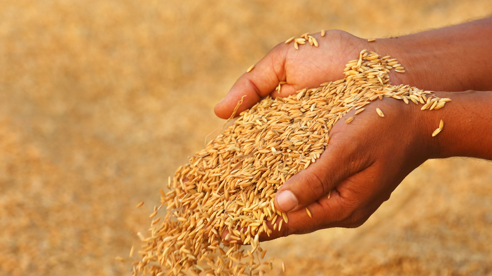 Two hands holding golden paddy seeds 