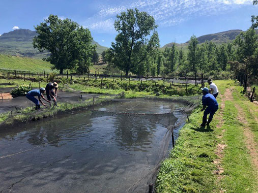Four persons holding a fishing net at a fish farm in a lake in Underberg, South Africa. Photo: Knut Gunnar Nustad