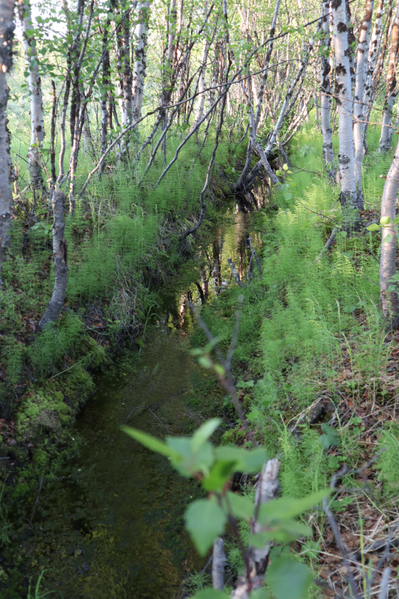 Bildet kan inneholde: naturmiljø, natur, tre, vegetasjon, naturlandskap.