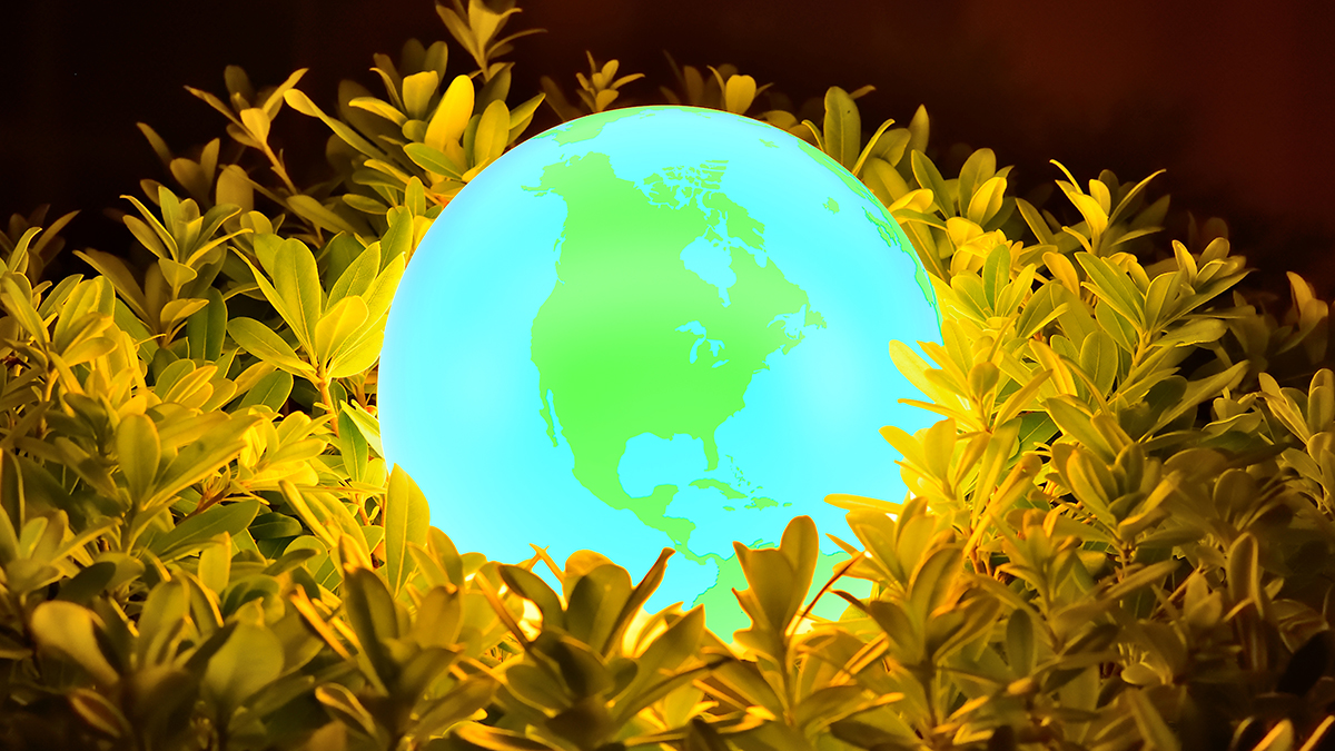 Glowing globe in a bed of vegetation.