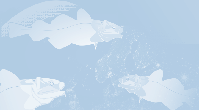 drawing of fish